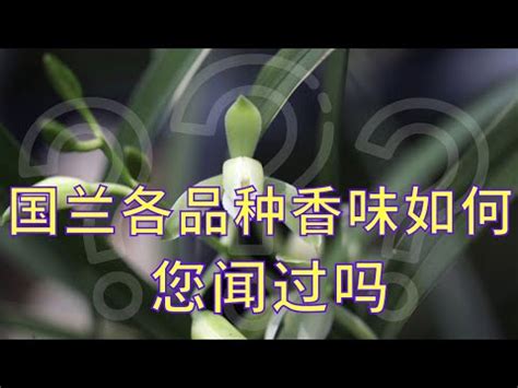 蘭花意義|【蘭花 意思】揭秘蘭花背後的花語與象徵！送蘭花意。